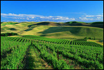 Vineyard countryside, Kennewick