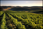 Vineyard countryside near Prosser, WA