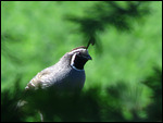 California Quail