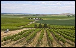 Vineyard countryside Kennewick