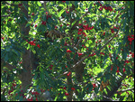 Washington Cherry trees