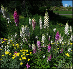 Foxglove