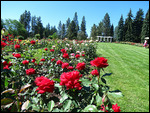 From the other end of the Rose Garden