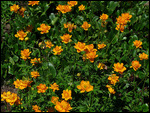 ledebour globeflower