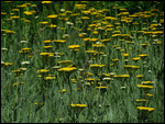 Yarrow