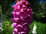 Foxglove