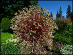 Close up of Flowering Onion