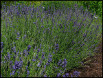 English Lavender