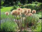 Flowering Onion
