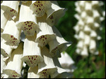 Foxglove
