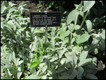 Lambs Ear