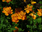 ledebour globeflower