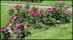 Over 165 varities of roses