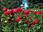 Red, red roses