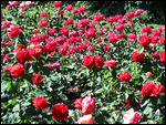 Roses, roses, roses