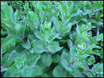 Stonecrop