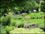 Tall Flowering Onion