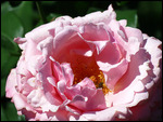 The bees LOVED the Rose Garden
