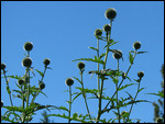These were planted along the edge