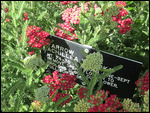 Yarrow