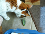Let's see...can I eat this?