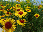 Blanketflower