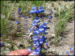 Lupine?