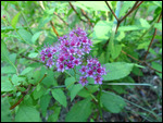 Purple flower