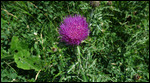 Gorgeous thistle flower
