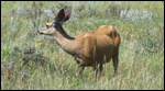 We saw only one deer...this one