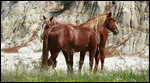 Wild horses