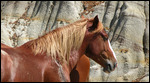 Wild horses