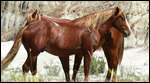 Wild horses