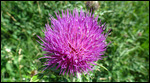 Gorgeous thistle flower