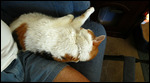 Nattie curled up with me