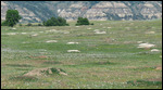 Prairie Dog field