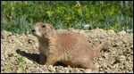 Prairie Dog