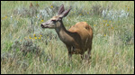 We saw only one deer...this one