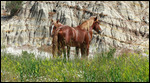 Wild horses