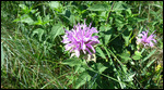 Wildflower