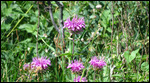 Wildflowers