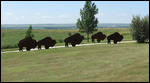 Bison cutouts