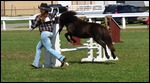 Jumping competition