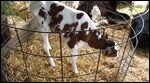 Brand new calf