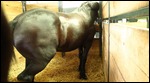 HUGE draft horse
