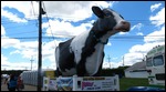 Largest cow in the fair