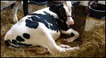 Mama Holstein