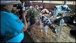 New calf