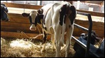 Watching out for her new calf