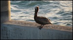 Brown Pelican under the bridge